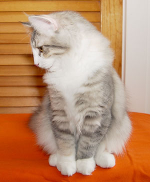 Norwegian Forest Cat - Halle