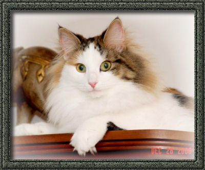 Norwegian Forest Cat Finnishline Gilda