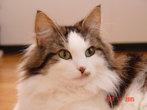 Norwegian Forest Cat - Alannah