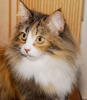 Norwegian Forest Cat - Fiona