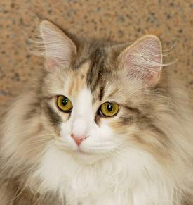 Norwegian Forest Cat - Halle