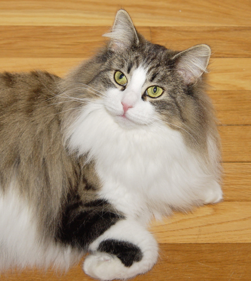 Norwegian Forest Cat - Rhianna
