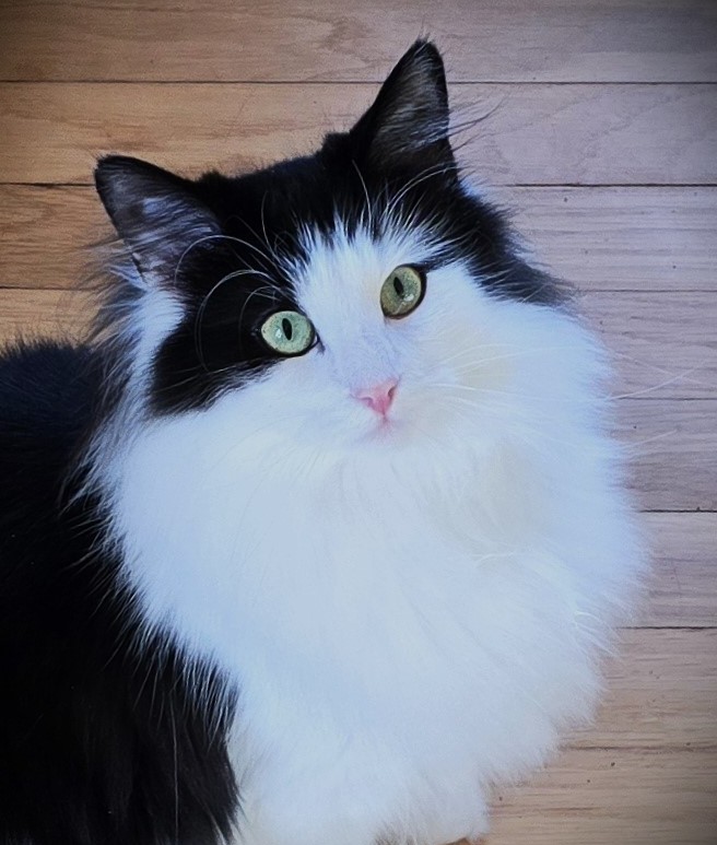 Norwegian Forest Cat - Kkelly