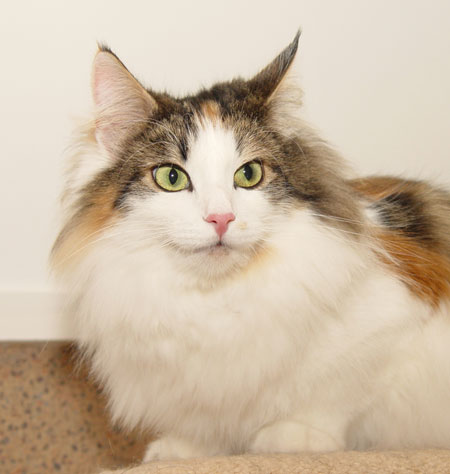Norwegian Forest Cat - McKenzie