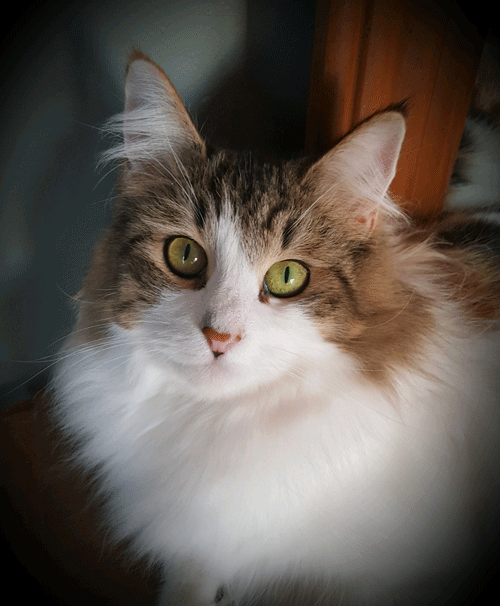 Norwegian Forest Cat - Shannon