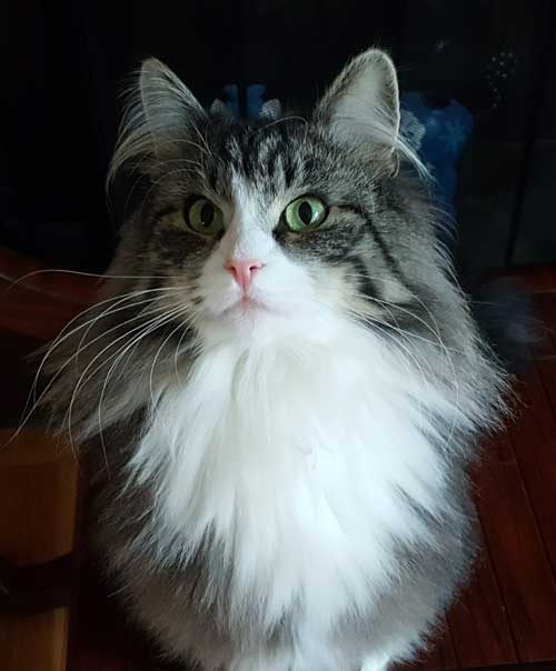Norwegian Forest Cat - Uriana