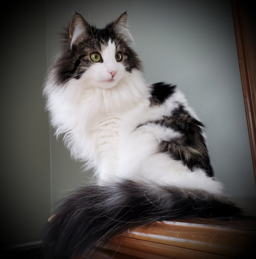 Norwegian Forest Cat - Yvette
