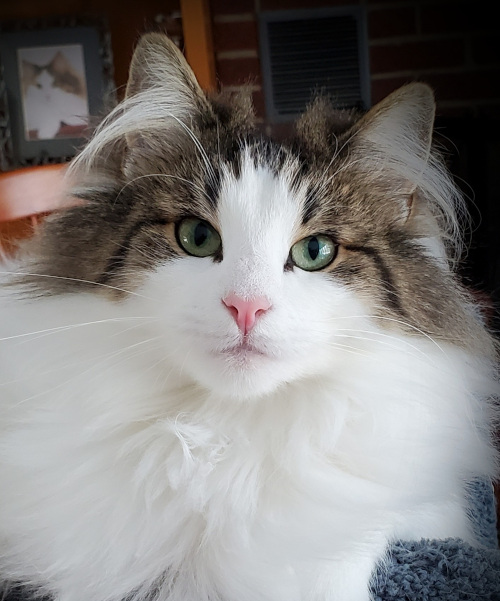 Norwegian Forest Cat - Zanya